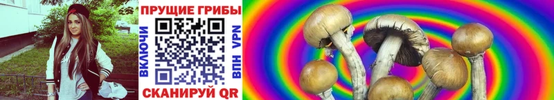Псилоцибиновые грибы Psilocybine cubensis  Усть-Илимск 